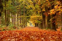 Autumn forest