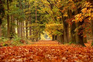 Herfstbos van Bram van Broekhoven