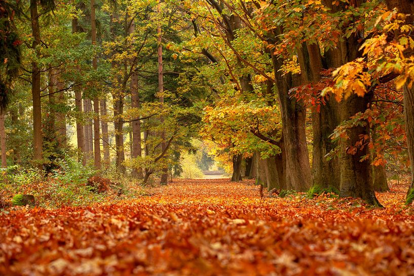 Forêt d'automne par Bram van Broekhoven