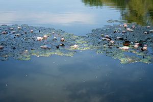 Seerosen und Spiegelung des Himmels