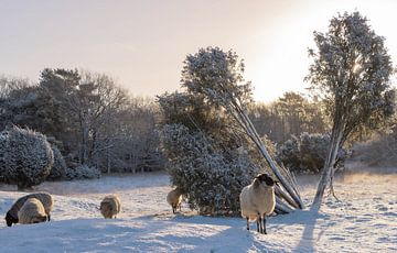Sheep morning by Elias Koster