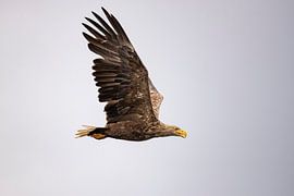 Weißkopfseeadler, Haliaeetus albicilla. Weißschwanzadler