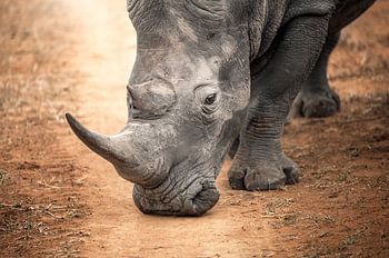 rhinocéros avec corne