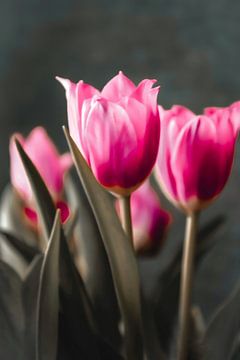 Tulipes roses sur Consala van  der Griend