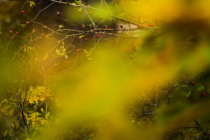 Golden leaves and red berries - abstract nature photograph by Uly Konstantinow