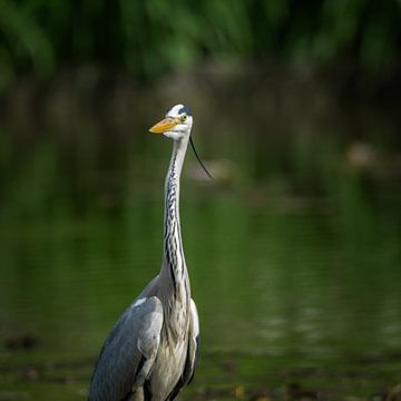 Grey Heron in Lake by Tobias Luxberg