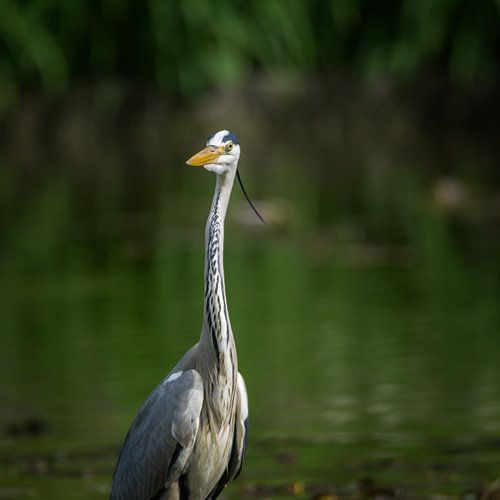 Reiger in het meer
