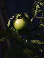 Ripening tomato in sunlight