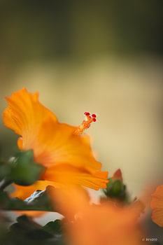 Fleur d'hibiscus de couleur orange
