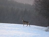 Ree