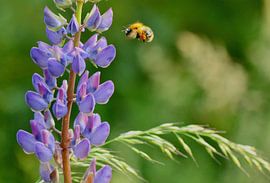 violette Blume mit fliegender Biene voller Pollen von Mieke Verkennis
