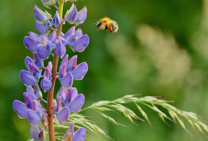 purple flower with flying bee full of pollen by Mieke Verkennis