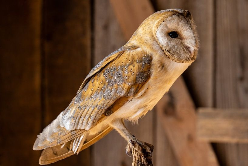 Barn owl, Tyto alba by Gert Hilbink