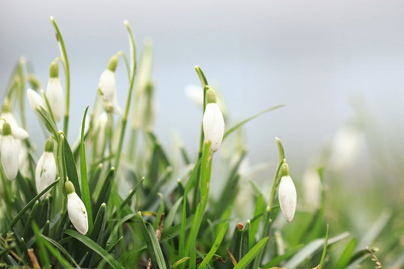 Schneeglöckchen von Fotografie Sybrandy