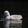 little swan dark background by Robinotof
