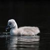 little swan dark background van Robinotof