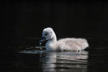 little swan dark background