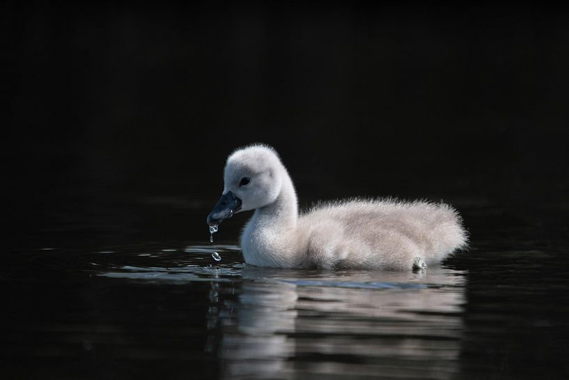 little swan dark background van Robinotof