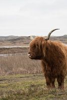 Schotse Hooglander op Texel