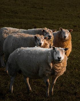 Lueur dorée sur les moutons – Scène de campagne rustique