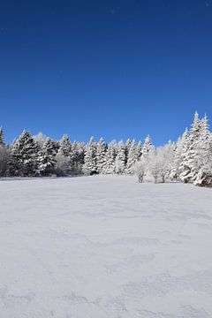 Une forêt enneigé sous un ciel bleu sur Claude Laprise