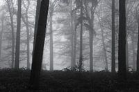 Bäume im Nebel