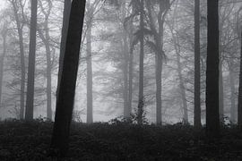 Trees in the fog by Wendy van Cuijk
