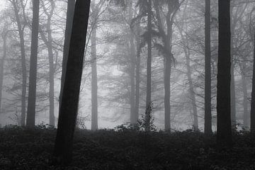 Bäume im Nebel von Wendy van Cuijk