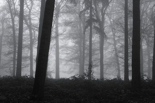 Arbres dans le brouillard