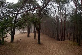 Row of trees in dune sand, Soesterduinen by wil spijker