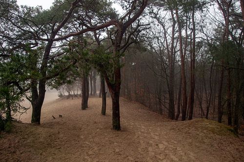 Bomenrij in duinzand Soesterduinen