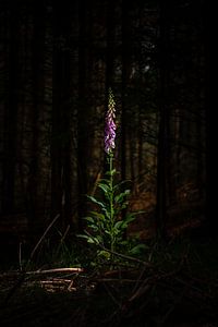 Vingerhoedskruid - Digitalis purpurea