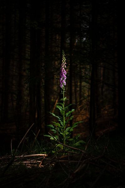 Blühende Fingerhut Purpurea Blume in einem dunklen Wald von Fotografiecor .nl