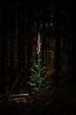 Blühende Fingerhut Purpurea Blume in einem dunklen Wald von Fotografiecor .nl Miniaturansicht