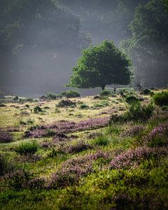 Distant tree van John Goossens Photography