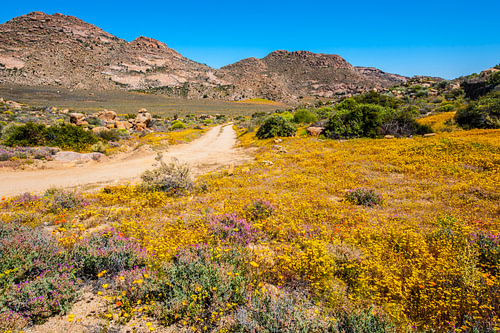 Blumenmeer Karoo
