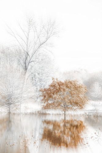 Herfst kleur in de mist