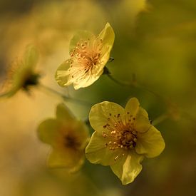 Herzliche Frühlingsgrüße. von Alie Ekkelenkamp