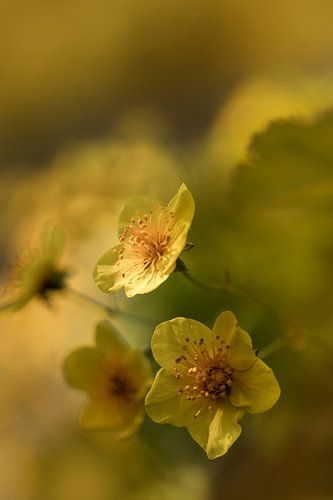 Herzliche Frühlingsgrüße. von Alie Ekkelenkamp