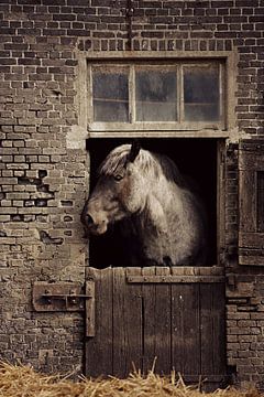 trekpaard op stal... van Els Fonteine