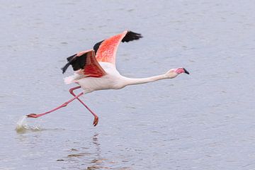 Walk on water.  Greater flamingo take-off