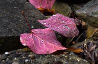 Paarse bladeren van Marcel Pietersen thumbnail