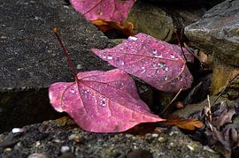 Purple Rain by Marcel Pietersen