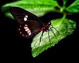 Tropischer Schmetterling von Anouschka Hendriks Miniaturansicht