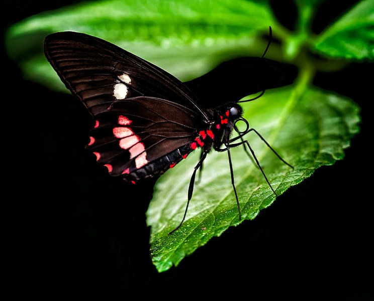 Tropischer Schmetterling von Anouschka Hendriks