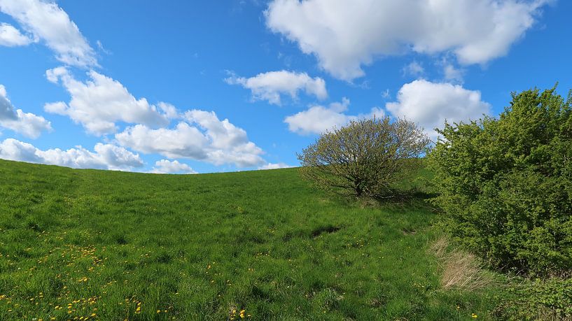 Green field by Bo Valentino