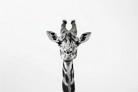 Giraffe in black and white by Poster Art Shop