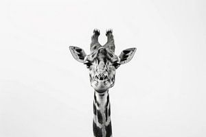 Giraffe in Schwarz-Weiß