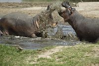 vechtende nijlpaarden