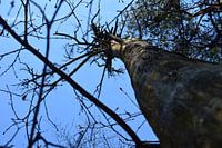 Tree from below